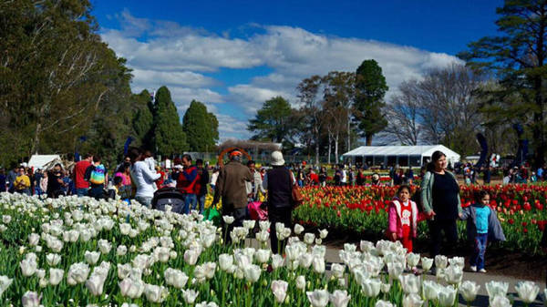 Lễ hội hoa Floriade ngập tràn du khách - Ảnh: N.N.Tuấn