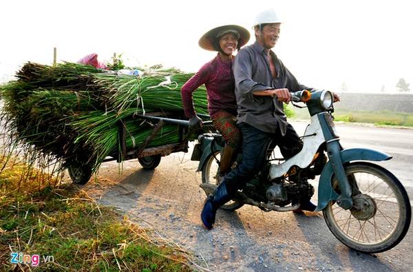 Kết thúc công việc nhọc nhằn buổi sớm, đôi vợ chồng chạy xe máy kéo, chở nguyên liệu cói về nhà. 