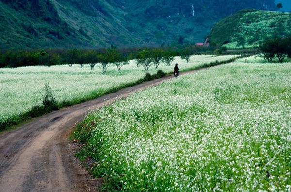 Vườn cải Ba Phách Vườn cải này cách trung tâm thị trấn khoảng 5 km, đường đi hơi khó, nhưng bù lại cải trắng ở đây rất nhiều. Khung cảnh đẹp nhất là từ tháng 11 đến dịp cận Tết bởi đây là thời điểm hoa cải nở rộ nhất và đẹp nhất ở Mộc Châu. Ảnh: Nguyễn Phạm Thành Đạt.