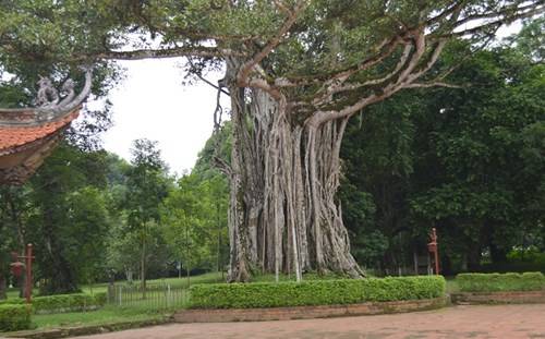  “Cây đa ôm cây thị” ở Khu di tích Lam Kinh (Ảnh: Thùy Linh)