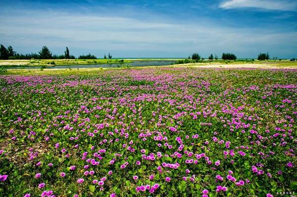 Đầu hạ là mùa rau muống biển khoe sắc - Ảnh: Cao Cát