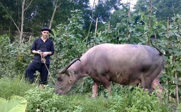 Du khách Pháp trải nghiệm chăn trâu.