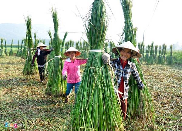 Những phụ nữ hối hả gánh từng bó cói tươi từ dưới đồng sâu lên quốc lộ 1.