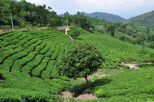 Suối Giàng luôn mát mẻ, dễ chịu với những đồi chè xanh tươi ngút tầm mắt. Ảnh: Che Trung Hieu