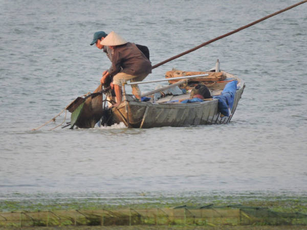 Mẻ hến nặng trịch được kéo lên - Ảnh: THANH LY