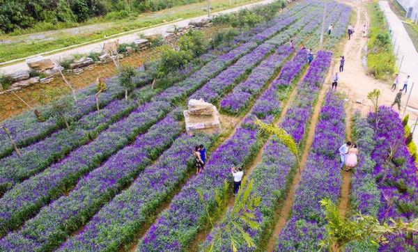 Thải Giàng Phố là xã thuộc huyện vùng cao Bắc Hà, Lào Cai. Theo chia sẻ của chủ vườn, loài hoa được trồng ở đây là oải hương, một trong 29 giống lavender, được chuyển giao công nghệ trồng từ học viện nông nghiệp ở Bắc Kinh.