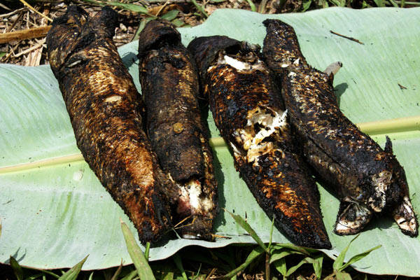 Cá lóc nướng trui, đặc sản khó quên ở An Giang.