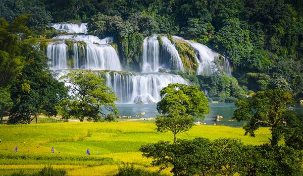 Bản Giốc là thác nước được mệnh danh đẹp nhất Việt Nam, thuộc huyện Trùng Khánh, Cao Bằng, giáp biên giới Trung Quốc. Tuy đây không phải thời điểm thác nhiều nước nhất, nhưng khung cảnh lúa vàng lại thu hút du khách đến Bản Giốc dịp này.