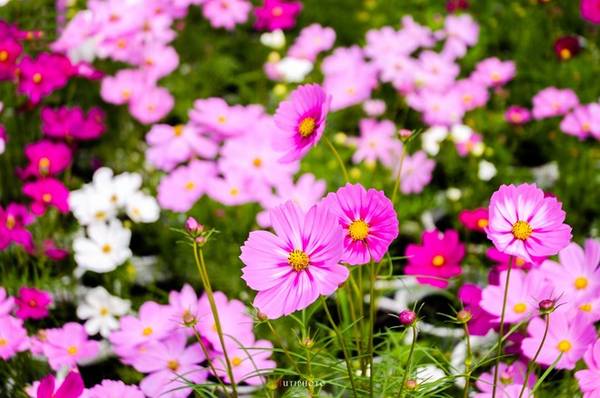 Dù thời điểm nào trong năm, vườn hoa Sa Đéc cũng chào đón du khách với những sắc hoa rực rỡ.