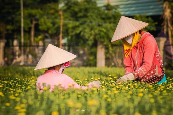 Làng hoa huyện Tân Thành, Bà Rịa - Vũng Tàu vào mùa thu hoạch hoa cúc.