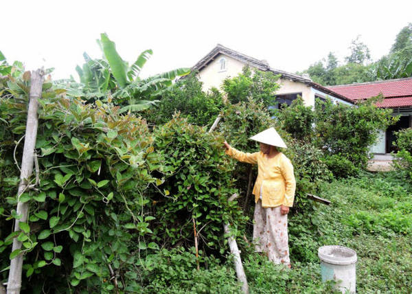 Người dân thu hái rau mơ hàng ngày bỏ cho thương lái phương xa - Ảnh: THANH LY