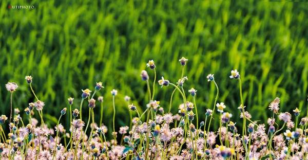 Khóm hoa dại mọc ven ruộng lúa ở Bà Rịa - Vũng Tàu. Màu tím phớt của hoa càng rực rỡ trên tông nền xanh lúa non.