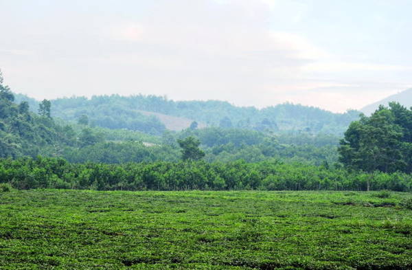 Màu xanh ngát của chè hòa lẫn trong màu xanh rừng núi, mây trời - Ảnh: THANH LY