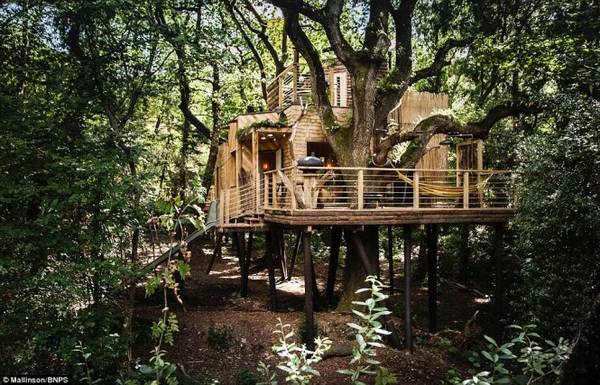 Toàn cảnh ngôi nhà Woodsman''s Treehouse