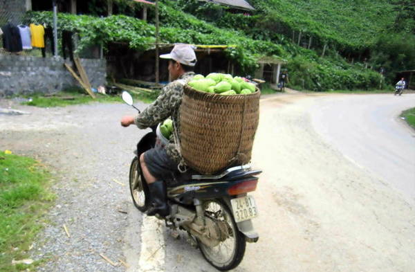 Người dân dùng xe máy thồ su su về sau mỗi ngày thu hái - Ảnh: N.T.LƯỢNG