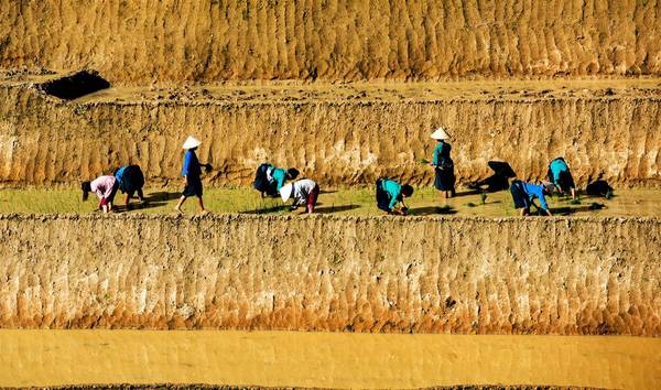 Khác với Mù Cang Chải hay Y Tý, ruộng bậc thang ở Hoàng Su Phì (Hà Giang) dường như có độ cao hơn, dốc hơn, chênh vênh hơn hẳn. Chính điều này làm cho cảnh sắc càng thêm hùng vĩ. Những bờ ruộng cao, thẳng đứng làm cho người ta nghĩ tới tác phẩm điêu khắc được con người gọt đẽo công phu.