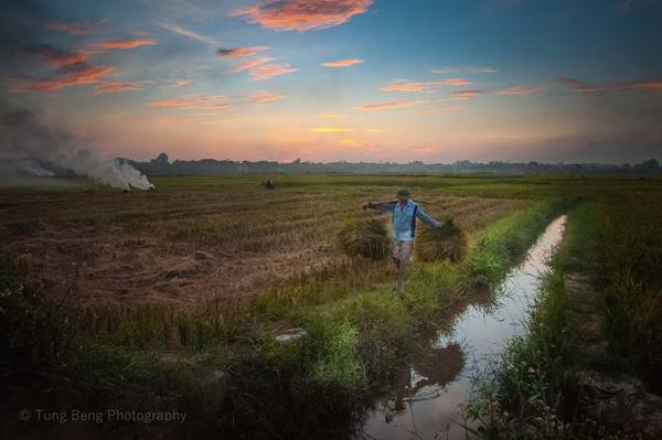 Khi vụ mùa về, lúa chín rực trải dài lên khắp các cánh đồng quê. Người nông dân đội nắng gió oi bức của ngày hè, thu về thành quả của gần 3 tháng lao động. 