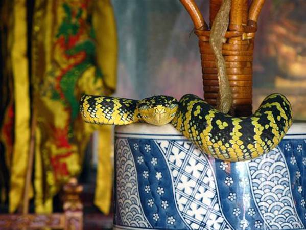 Kể từ khi hình thành đến nay, ngôi đền xảy ra rất ít trường hợp khách đến thăm bị rắn độc cắn. Nhiều người cũng không thể giải thích được lý do ngôi đền lại thu hút nhiều rắn độc đến cư ngự tới vậy.
