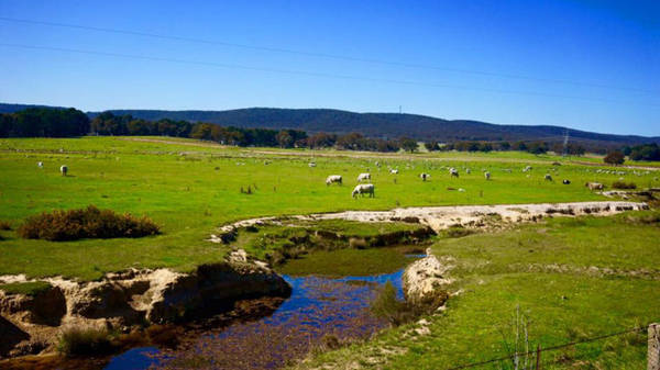 Suốt dọc hành trình từ Sydney đi Canberra là những thảm cỏ xanh rờn. Từng đàn cừu, bò hoặc ngựa nhởn nhơ gặm cỏ, phơi nắng và yêu nhau - Ảnh: N.N.Tuấn