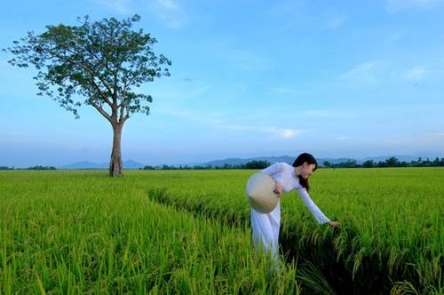 Phú Yên - Tôi thấy hoa vàng trên cỏ xanh Sau bộ phim chuyển thể từ truyện cùng tên của nhà văn Nguyễn Nhật Ánh, Phú Yên được coi là điểm đến trong nước hot nhất năm 2016. Cánh đồng lúa yên bình là bối cảnh nhiều lần xuất hiện trên phim này, gắn với cuộc sống làng quê của ba nhân vật chính. Phú Yên vừa có núi, vừa có biển, các điểm đến nổi tiếng được du khách tìm đến như vũng Rô, ghềnh Đá Đĩa, bãi Xép, vịnh Xuân Đài, biển Xóm Rớ... Ảnh: Lê Minh.