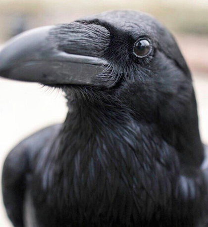 Lũ quạ tỏ ra khá ghét con người. Ảnh: Ravenmaster.