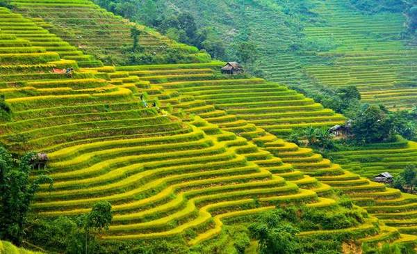 Đường lên Hoàng Su Phì chia theo hai ngả, từ đường quốc lộ 2 qua Tuyên Quang đến Hà Giang đi xuyên vào, hay từ phía đường Bắc Hà (Lào Cai) qua Xín Mần. Ảnh: Vũ Chi.