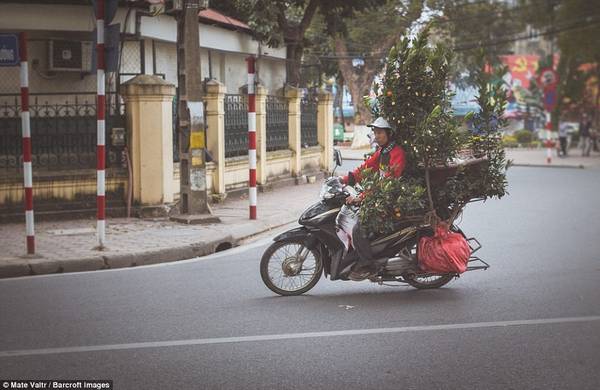 Một người đàn ông chở cây sau xe.