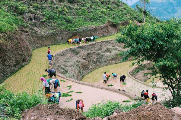 Người nông dân làm việc đồng áng trên những thửa ruộng bậc thang...