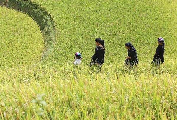  Ruộng bậc thang Hoàng Su Phì tập trung chủ yếu ở Bản Phùng, Bản Luốc, Sán Sả Hồ, Hồ Thầu, Thông Nguyên, Nậm Ty và nằm rải rác ở 19 xã khác trong huyện. Không chỉ mang giá trị lịch sử, văn hóa, ruộng bậc thang Hoàng Su Phì còn là kết quả công sức lao động cần cù, sáng tạo của biết bao thế hệ đồng bào các dân tộc thiểu số nơi đây trong quá trình khai hoang, sinh sống và tồn tại.