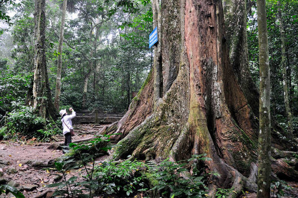 Cây chò ngàn năm ở Vườn quốc gia Cúc Phương - Ảnh: Trần Thế Dũng