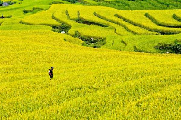 Đổi lại, bạn sẽ được chiêm ngưỡng cảnh sắc tuyệt đẹp của những thửa ruộng bậc thang đang vào mùa lúa chín vàng rực rỡ trải trên một diện tích rộng lớn. Ảnh: Vũ Chi.