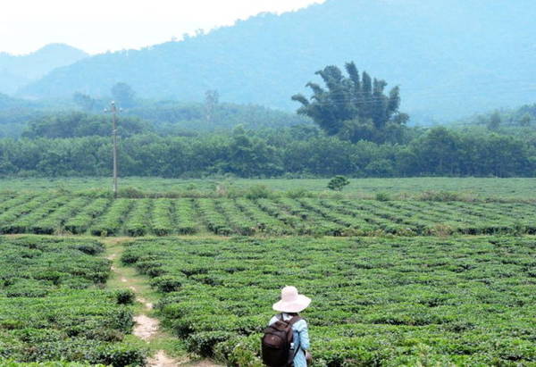 Giữa luống chè mới thu hoạch, bạn sẽ muốn đi lại nhiều vòng để chiêm nghiệm điều gì đó cho tâm tĩnh lại - Ảnh: THANH LY