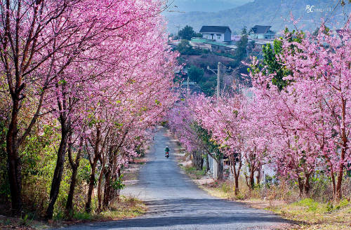 Lễ hội hoa mai anh đào năm nay đã phải hủy do thời tiết, hoa nở không đều như các năm. Ảnh: Bụi Cát.