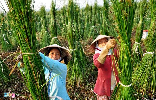 Cây cói tươi được dựng buộc thành từng bó, đứng giữa đồng trông giống những chiến binh. 