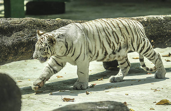Giống hổ trắng Bengal quý hiếm, được nuôi dưỡng và nhân giống thành công tại vườn thú, là một điều khích lệ lớn đối với đội ngũ bác sĩ và người chăm sóc ở đây. Trước đó, Thảo cầm viên Sài Gòn đã nhân giống thành công cùng lúc 5 hổ Đông Dương.