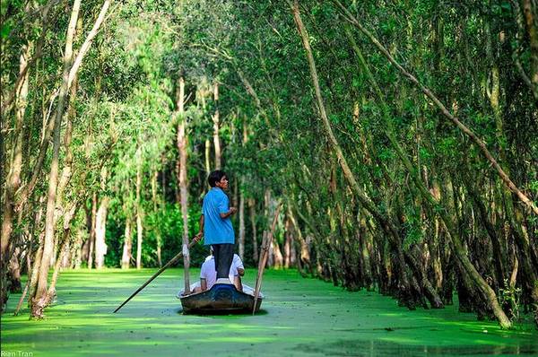 Rừng tràm Trà Sư: Rừng tràm Trà Sư thuộc huyện Tịnh Biên, có diện tích khoảng 850 ha với hệ sinh thái phong phú, là biểu trưng cho vẻ đẹp mùa nước nổi An Giang. Trải nghiệm đi thuyền giữa thảm bèo xanh ngút ngàn, len lỏi trong các ngóc ngách của rừng tràm, nghe tiếng chim chóc đùa giỡn trên tán tràm sẽ rất khó quên. Ảnh: Son Tran/flickr.com