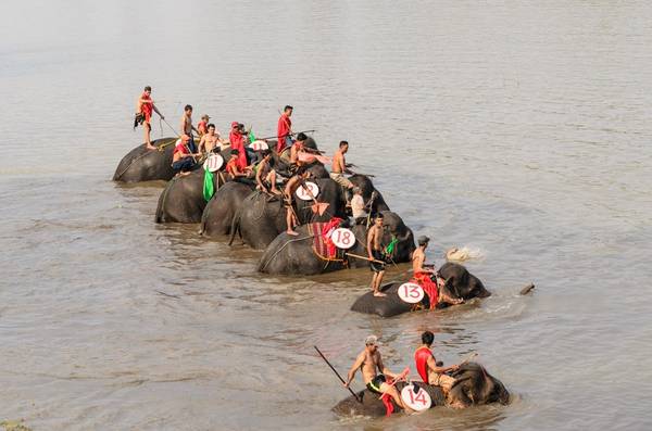 Giành được cờ lệnh xong, các chú voi được nghỉ giải lao 5 phút, sau đó xếp hàng để lội ngược dòng nước, tranh chức vô địch.