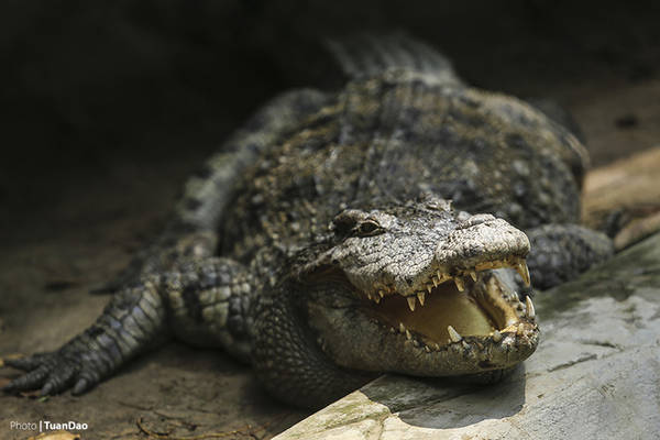 Cá sấu thảnh thơi nằm sưởi nắng. 