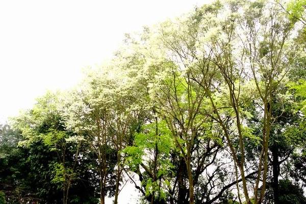 Hoa sưa trắng một góc trời công viên Lênin - Ảnh: Nguyễn Phương Huệ