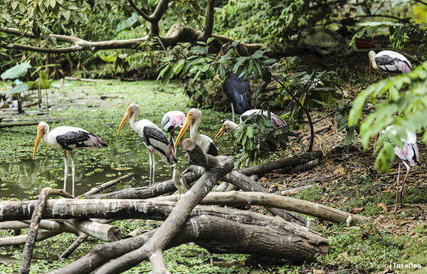 Giữa Thảo Cầm Viên có một hồ sen, cũng là nơi cư trú của các loài chim.