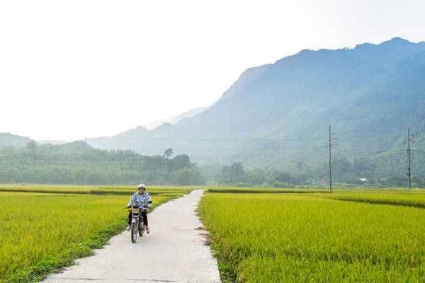 Cánh đồng lúa xanh mướt tầm mắt.