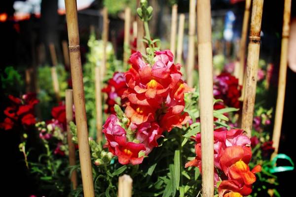 Làng hoa Tân Quy Đông ở Sa Đéc (Đồng Tháp) là một trong những vựa hoa kiểng lớn nhất miền Tây.