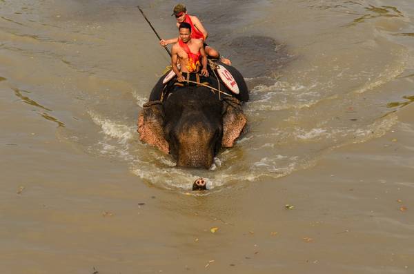 Sau hiệu lệnh xuất phát, các chú voi và nài voi ra sức vượt qua sông để giành lá cờ lệnh.