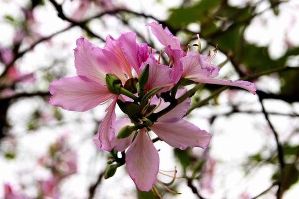 Hoa ban mới nở khoe sắc hồng tím tươi tắn - Ảnh: Nguyễn Phương Huệ