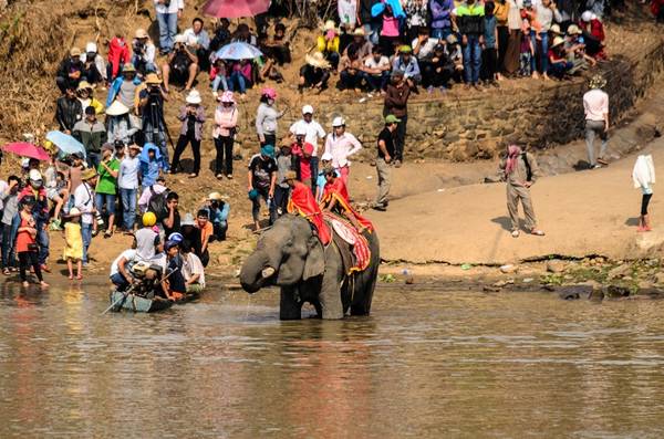 Khoảng 15h, các chú voi tập trung ở bờ sông Sê-rô-pok để chuẩn bị cho cuộc đua vượt sông.