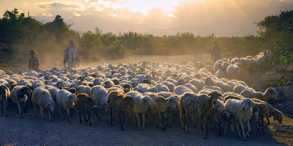 Đàn cừu ở Ninh Thuận. Ảnh: Ninhthuan.vietccr.vn