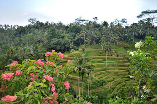 Thăm ruộng bậc thang: Những thửa ruộng bậc thang trải dài qua nhiều ngọn đồi tạo thành bức tranh phong cảnh tuyệt đẹp. Từ Ubud, bạn có thể thuê xe tới khu vực trung tâm đảo Bali, nơi người dân canh tác trên những thửa ruộng bậc thang. Nằm cách xa các điểm du lịch, du khách hoàn toàn có thể tận hưởng vẻ đẹp yên bình với cảnh quan nông nghiệp ấn tượng của hòn đảo thơ mộng.
