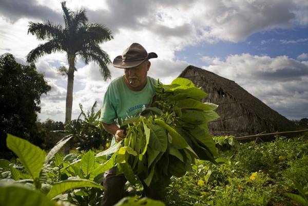 Ông Raul Valdes Villasusa thu hoạch thuốc lá ở một trang trại gần Pinar del Rio. Việc quấn xì gà được coi là một nghệ thuật ở Cuba, và thường được truyền qua nhiều thế hệ.