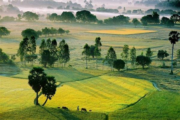 Cánh đồng Tà Pạ: Cánh đồng Tà Pạ ở huyện Tri Tôn vào mùa nước nổi như một tấm thảm rộng lớn với những đồng lúa xanh ngắt và những hàng thốt nốt hiên ngang giữa trời xanh. Nhìn từ trên cao, Tà Pạ như một tấm thảm xanh ngút ngàn màu lúa, lác đác điểm tô bằng những ngọn thốt nốt cao vút. Ảnh: bienphong.com.vn