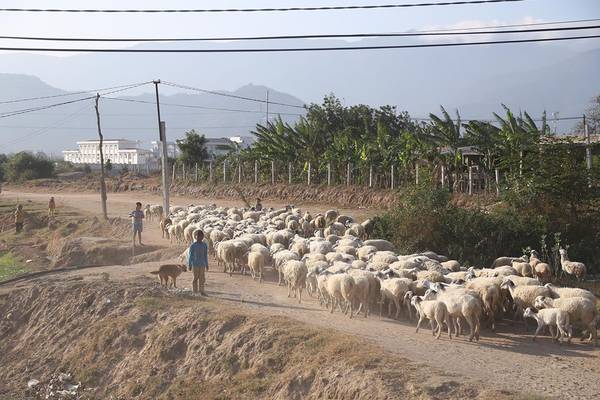 Đàn cừu trên đường về.